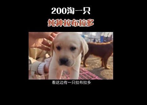 抖音快手賣貓狗賺錢怎么樣？教程揭秘：抖音快手賣貓狗月入數(shù)萬是真的嗎？